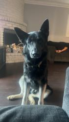 Lost Male Dog last seen Irwindale , West Covina, CA 91790