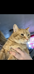 Lost Female Cat last seen Near S First st , Marshall, MN 56258
