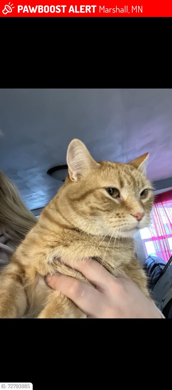 Lost Female Cat last seen Near S First st , Marshall, MN 56258