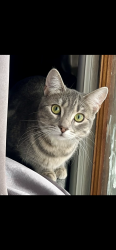 Lost Female Cat last seen Brettonwoods/Greig , Madison Heights, MI 48071