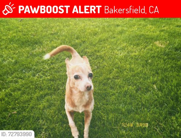 Lost Female Dog last seen Barnett St near Highland Elementary , Bakersfield, CA 93308