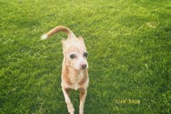 Lost Female Dog last seen Barnett St near Highland Elementary , Bakersfield, CA 93308