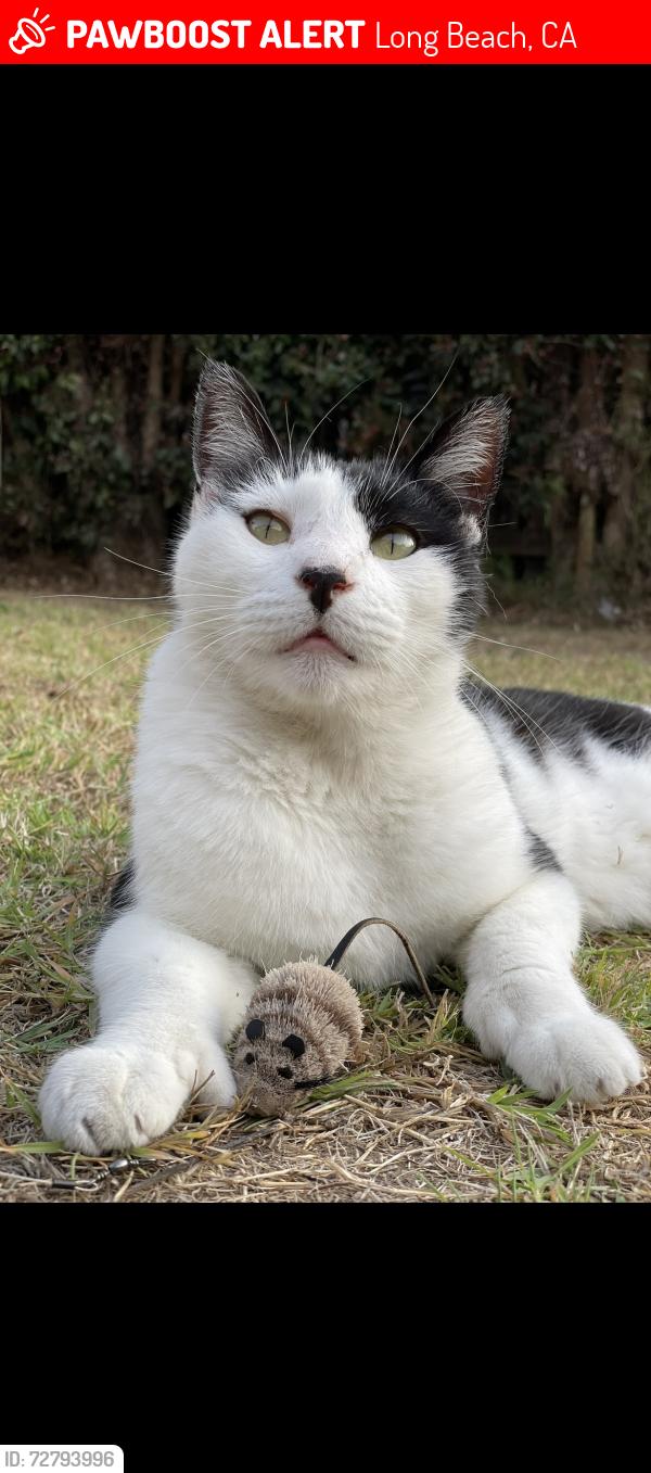 Lost Male Cat last seen 3rd street and quincy ave., Long Beach, CA 90814