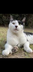 Lost Male Cat last seen 3rd street and quincy ave., Long Beach, CA 90814