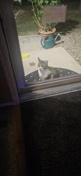 Found/Stray Unknown Cat last seen 93rd garrison dr and larkbunting. Westminster co 80021, Murfreesboro, TN 37129