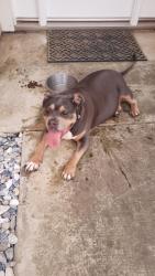 Found/Stray Unknown Dog last seen Slawson, laurie, Moreno Valley, CA 92557