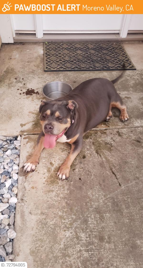 Found/Stray Unknown Dog last seen Slawson, laurie, Moreno Valley, CA 92557