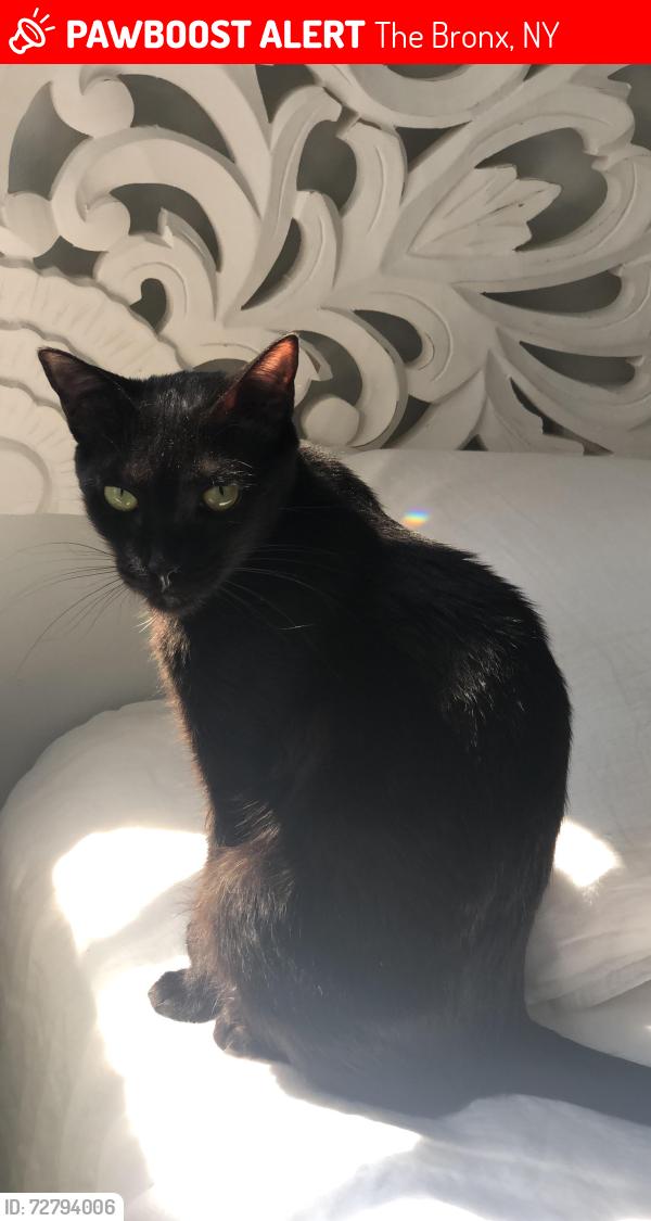 Lost Female Cat last seen Van cortlant park, The Bronx, NY 10463