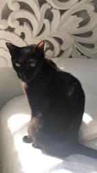 Lost Female Cat last seen Van cortlant park, The Bronx, NY 10463