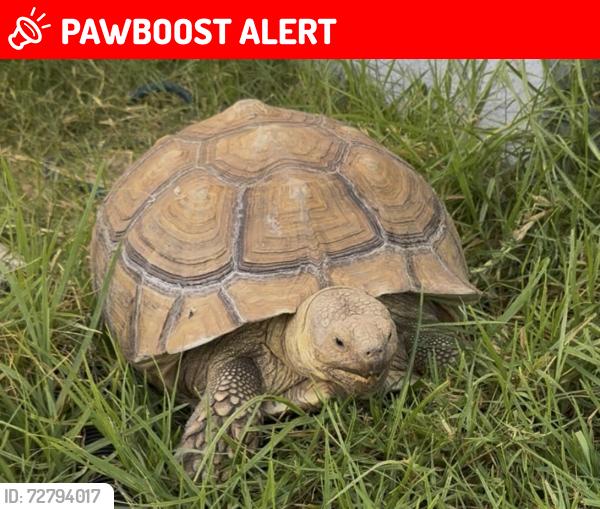 Lost Female Reptile last seen Church and amethyst , Rancho Cucamonga, CA 91730