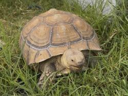 Lost Female Reptile last seen Church and amethyst , Rancho Cucamonga, CA 91730