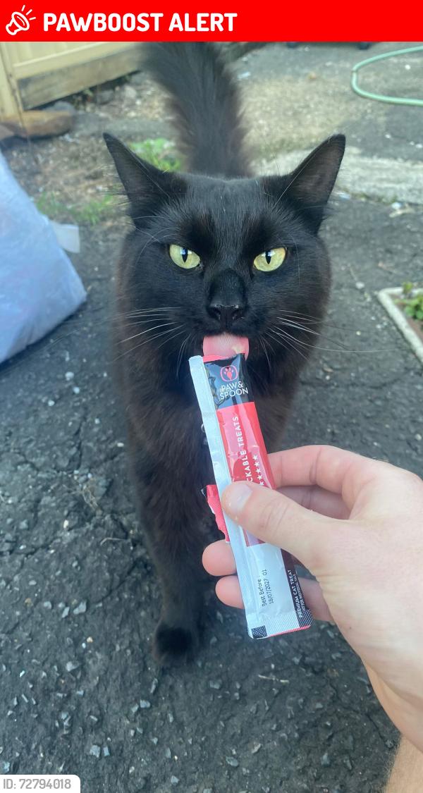 Lost Male Cat last seen Fairbanks Drive, Gledswood Hills, NSW 2557