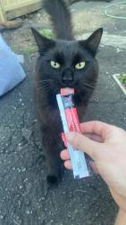 Lost Male Cat last seen Fairbanks Drive, Gledswood Hills, NSW 2557