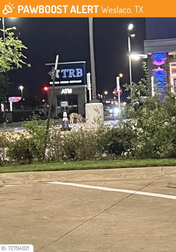 Found/Stray Female Dog last seen Dutch bros, Weslaco, TX 78596