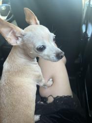 Lost Female Dog last seen Fairfax & Venice, Los Angeles, CA 90019