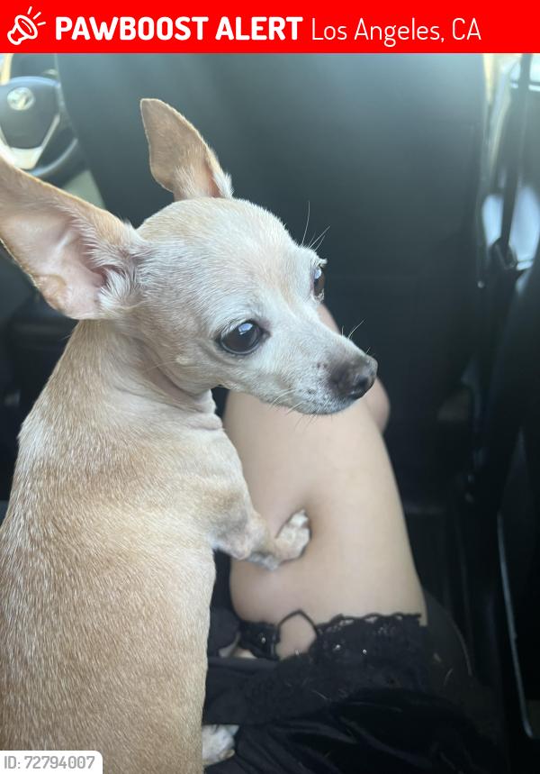 Lost Female Dog last seen Fairfax & Venice, Los Angeles, CA 90019