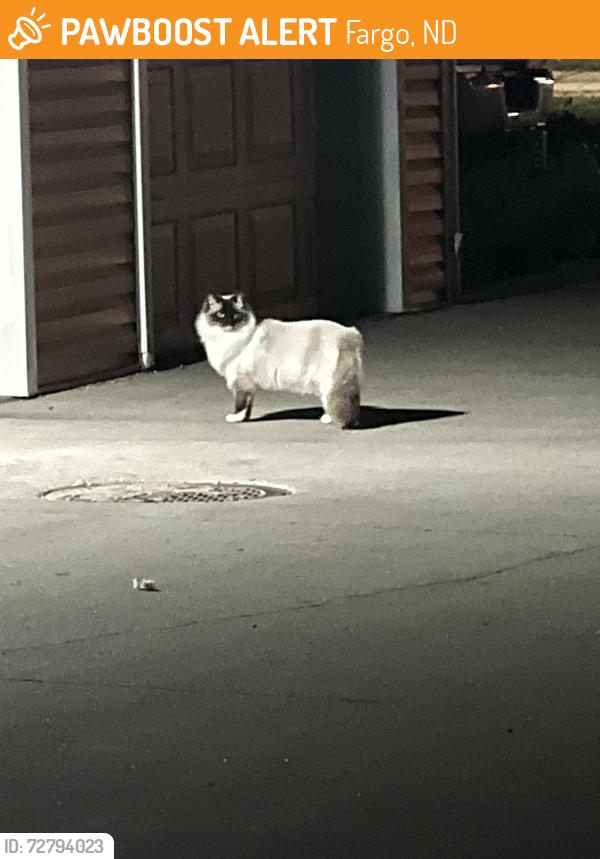 Found/Stray Unknown Cat last seen Parking lot of Blackstone Apts, Fargo, ND 58104