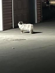 Found/Stray Unknown Cat last seen Parking lot of Blackstone Apts, Fargo, ND 58104