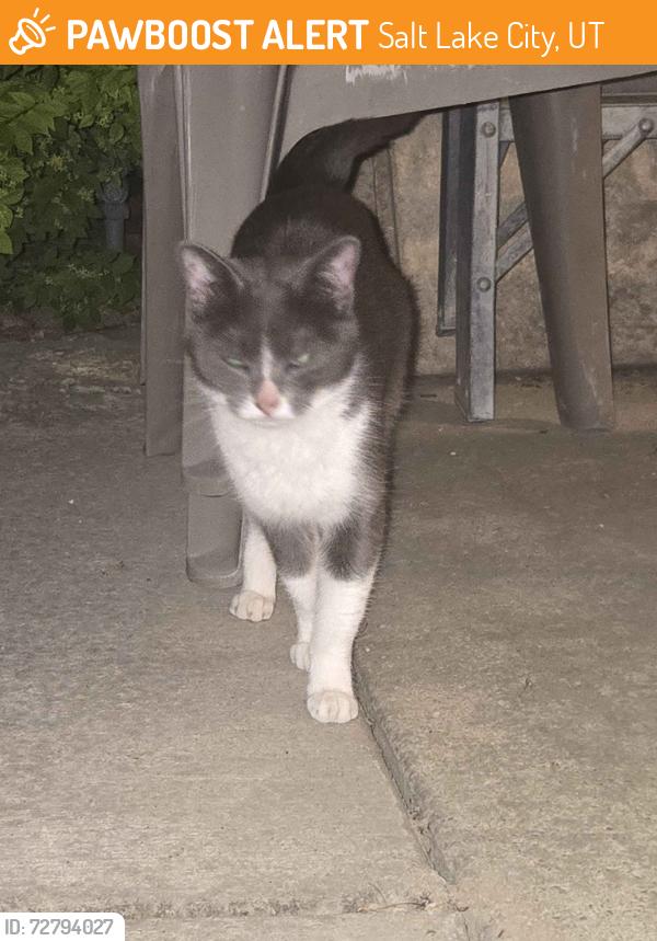 Found/Stray Unknown Cat last seen Near E Brickyard Rd, Salt Lake City, UT 84106