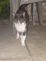Found/Stray Unknown Cat last seen Near E Brickyard Rd, Salt Lake City, UT 84106