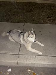 Found/Stray Male Dog last seen Post office , Los Angeles, CA 90052