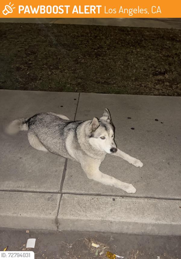 Found/Stray Male Dog last seen Post office , Los Angeles, CA 90052