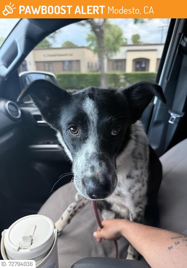 Found/Stray Female Dog last seen Geneva and Bowman, north Modesto , Modesto, CA 95350