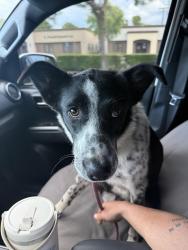 Found/Stray Female Dog last seen Geneva and Bowman, north Modesto , Modesto, CA 95350