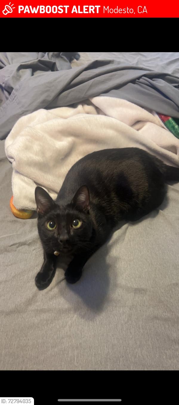 Lost Male Cat last seen Merle, Modesto, CA 95355