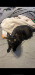 Lost Male Cat last seen Merle, Modesto, CA 95355