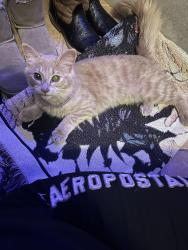 Found/Stray Male Cat last seen  iris lane x Azalia , Lewisville, TX 75057
