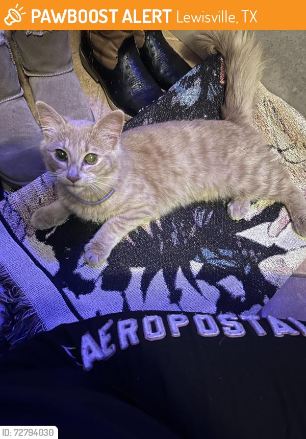 Found/Stray Male Cat last seen  iris lane x Azalia , Lewisville, TX 75057