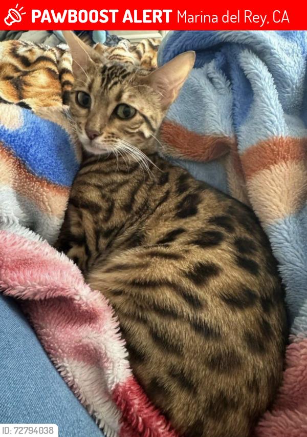 Lost Female Cat last seen Marquesas Way, Marina del Rey, CA 90292