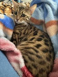 Lost Female Cat last seen Marquesas Way, Marina del Rey, CA 90292