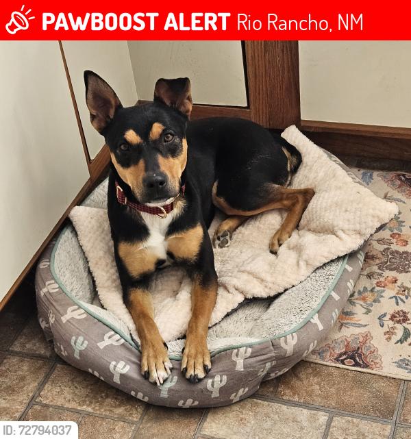Lost Female Dog last seen Rockaway Blvd and Northern , Rio Rancho, NM 87124