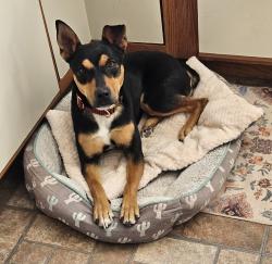 Lost Female Dog last seen Rockaway Blvd and Northern , Rio Rancho, NM 87124