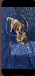 Reunited Male Dog last seen 57th Ave and Belmont Ave, Glendale, AZ 85301