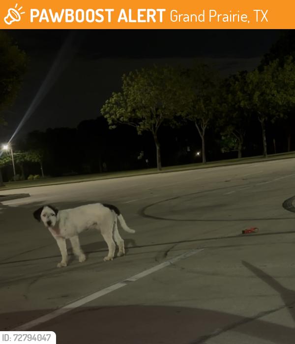 Found/Stray Male Dog last seen In the parking lot of the park, Grand Prairie, TX 75052