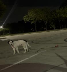 Found/Stray Male Dog last seen In the parking lot of the park, Grand Prairie, TX 75052