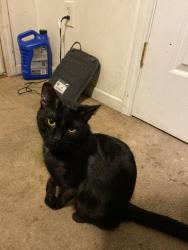 Lost Male Cat last seen conover park, Conover, NC 28613
