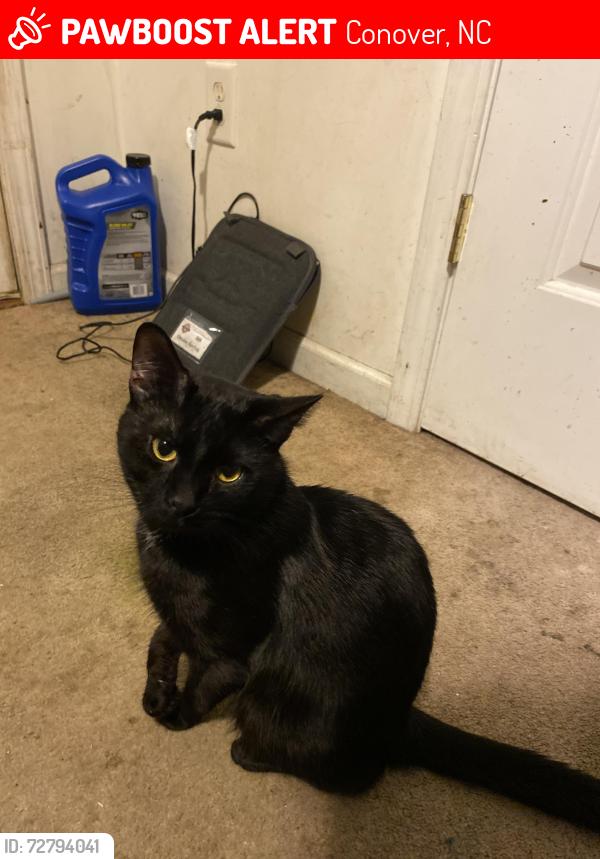 Lost Male Cat last seen conover park, Conover, NC 28613