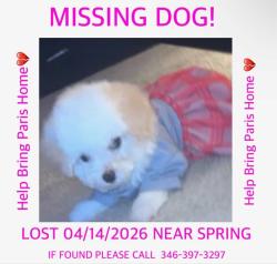 Lost Female Dog last seen Lazy spring ln, Spring, TX 77373
