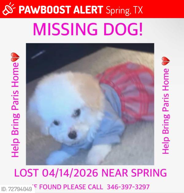 Lost Female Dog last seen Lazy spring ln, Spring, TX 77373