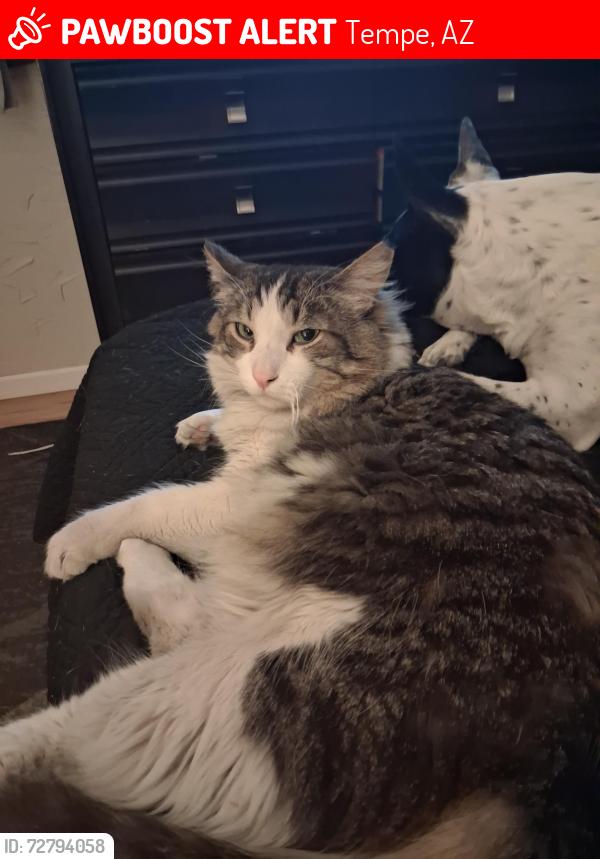 Lost Male Cat last seen Southern rosevelt, Tempe, AZ 85282