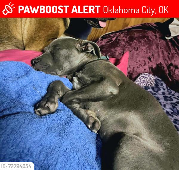 Lost Male Dog last seen South East 29th high near McDonald's , Oklahoma City, OK 73110
