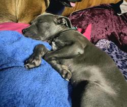 Lost Male Dog last seen South East 29th high near McDonald's , Oklahoma City, OK 73110