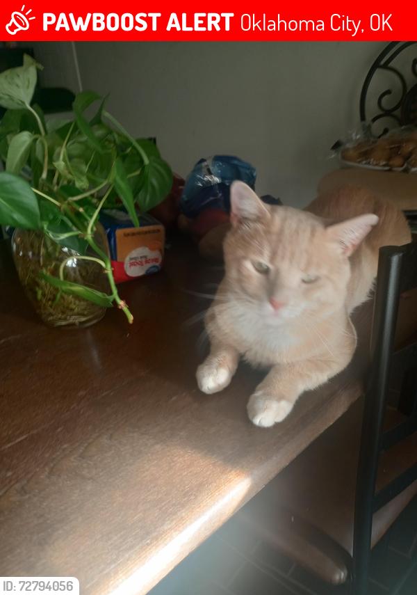 Lost Male Cat last seen Hefner Village Blvd and MacArthur Blvd , Oklahoma City, OK 73162
