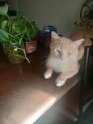 Lost Male Cat last seen Hefner Village Blvd and MacArthur Blvd , Oklahoma City, OK 73162