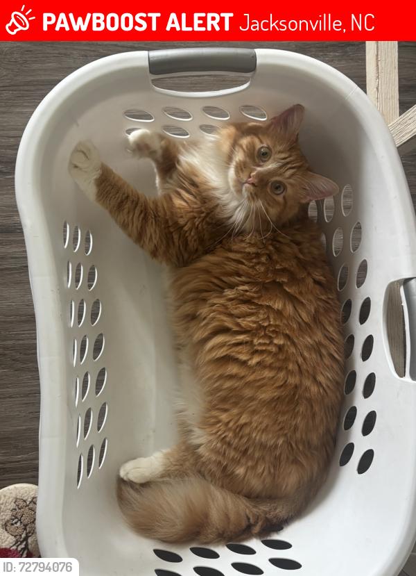 Lost Male Cat last seen Carolina Forest Neighborhood, Jacksonville, NC 28546