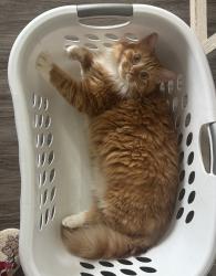 Lost Male Cat last seen Carolina Forest Neighborhood, Jacksonville, NC 28546